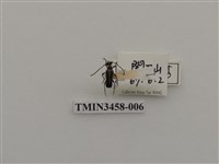 藏品(高砂黑花天牛)的圖片